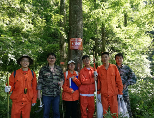 水杉原生母樹5746棵.png 水杉原生母樹5746棵.png