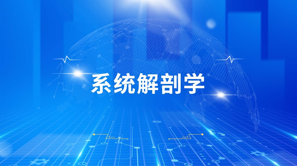 系統(tǒng)解剖學(xué)